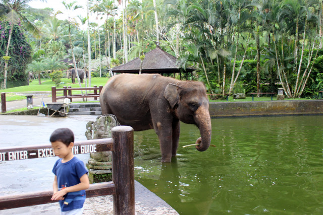Elephant park, Bali