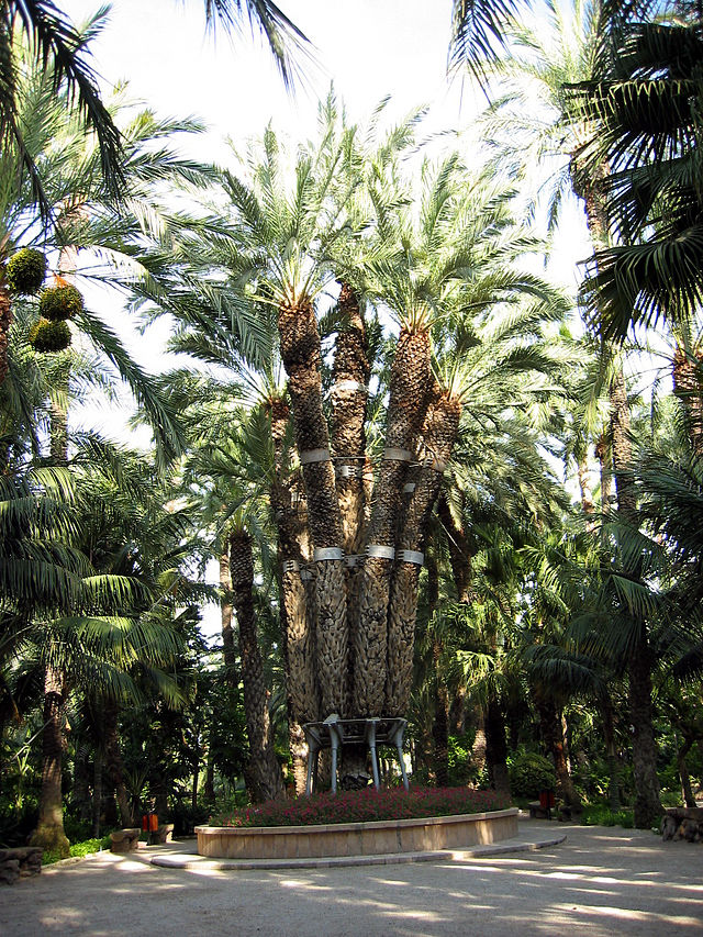 Unikátní palma z palmového háje v Elche, zdroj: Wikipedie.cs