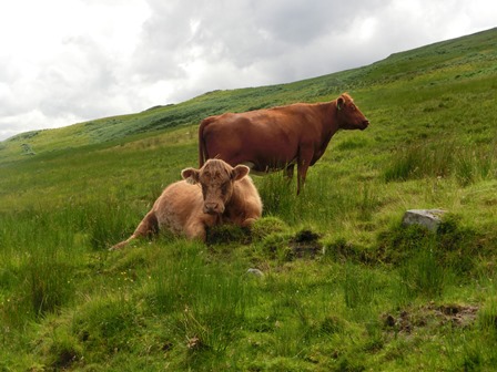 Skotské krávy