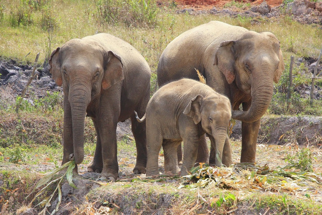 Dumbo Elephant Spa