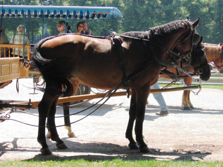 Bavorsko - koně