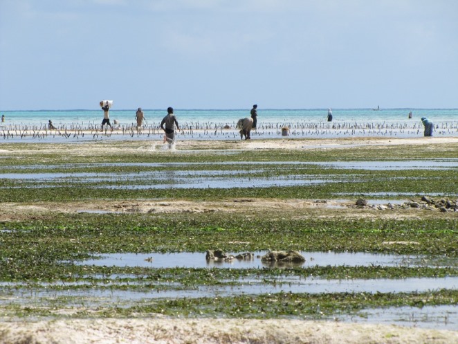 Zanzibar, cs.wikipedia.org