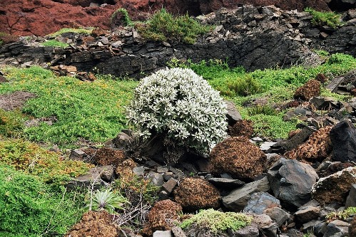 Madeira, en.wikipedia.org