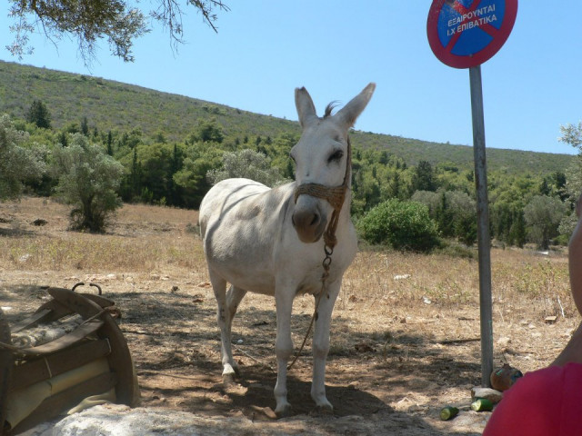 Oslík