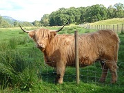 Highland cow